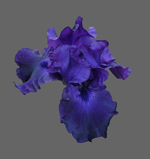 un mirage chaud florentin souffle son Iris sur Linselles